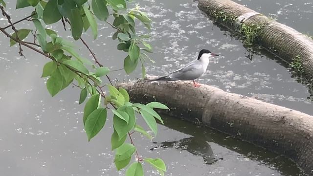 River tern - Речная крачка смотреть онлайн
