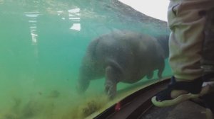 Бегемот в зоопарке