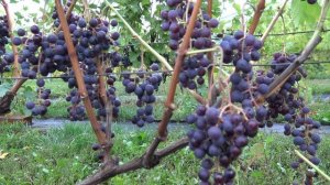 Виноград Гурзуфский розовый