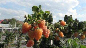 Малина Оранжевое чудо