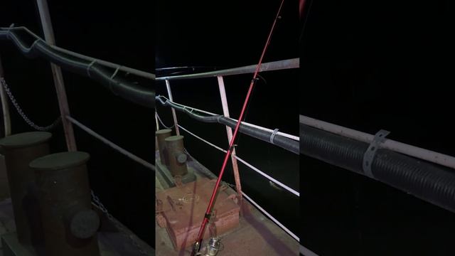 #налим весной #рыбалка #fishing #рыба#налим