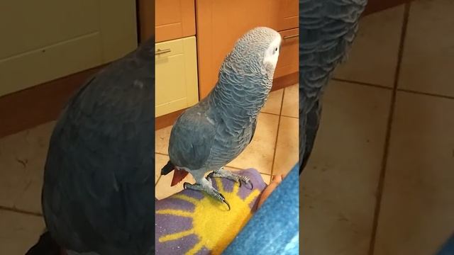 Юрочка, через 10 месяцев не частых встреч стал доверять смотреть онлайн