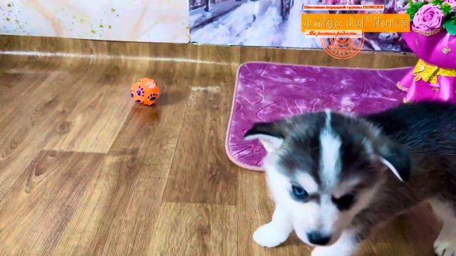 Pomsky помски мини хаски.  Https://vk.com/clubamigodelnorte