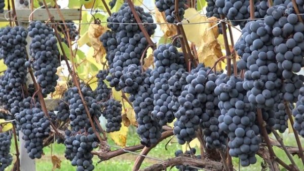 Виноград Юкка Бомба для северного виноградарства