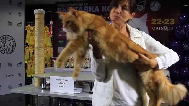 WCF International cats show Международная выставка кошек Осенний Алмакот 2016. Часть 28 смотреть онлайн