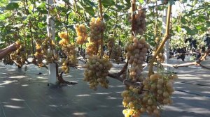 Виноград Дублянский  Дефолиаж Кусту 3й год