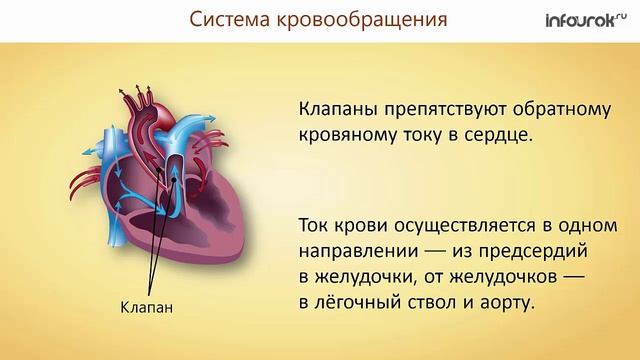 21. Органы кровообращения. Строение и работа сердца смотреть онлайн