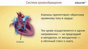 21. Органы кровообращения. Строение и работа сердца