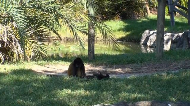 Galena the Spider Monkey Playing at the Palm Beach Zoo смотреть онлайн