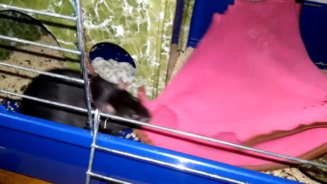 Ах ты ж... розовый гамак!))) смотреть онлайн
