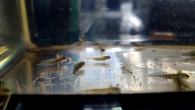 Tylototriton verrucosus larvae смотреть онлайн