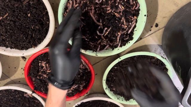 Крупная партия червя Дендробена смотреть онлайн