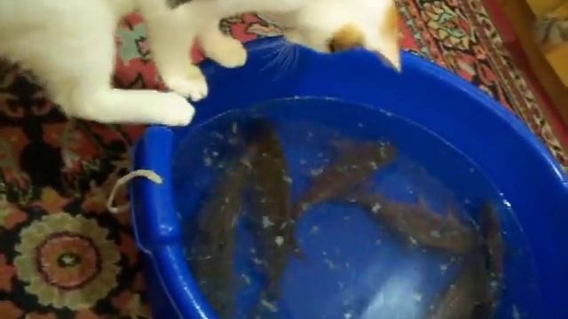 кошка хочет рыбу!!!! смотреть онлайн