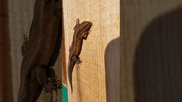 Хозяйка медной горы смотреть онлайн