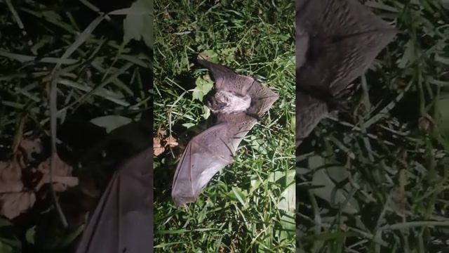 ШОК!!! А ВЫ ВИДЕЛИ ЛЕТУЧУЮ МЫШЬ ТАК БЛИЗКО?! А ВЫ СЛЫШАЛИ КАКИЕ ЗВУКИ ОНА ИЗДАЁТ?! смотреть онлайн