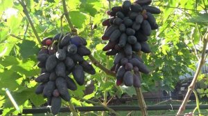 Виноград Эмир