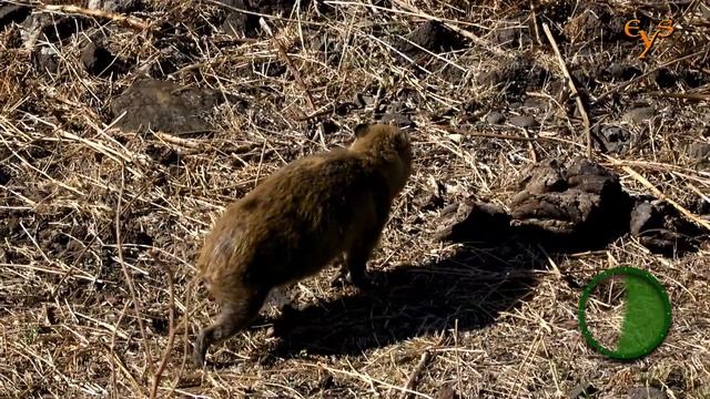 Hyrax — the cutest animal of Israel in Chorazin / Даманы — самые милые животные Израиля в Хоразине смотреть онлайн