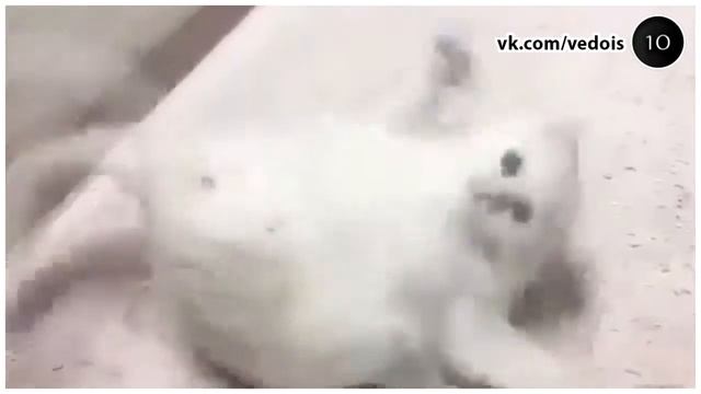 Веселая нарезка прикольных видео 2017. "Котовая жидкость" смотреть онлайн