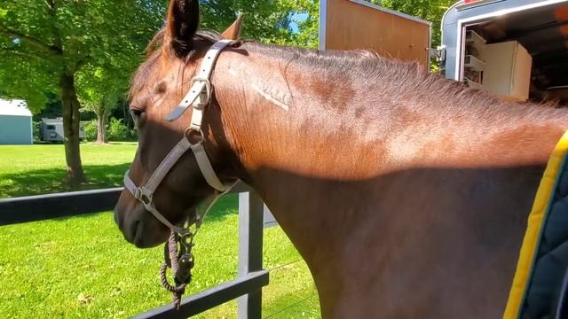 Biting, Reactive, Dangerous Horse, or Pain Issues? Equine Ulcers смотреть онлайн