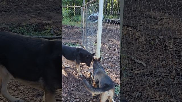 ПОЗНАКОМЬТЕСЬ МОИ КРАСАВЦЫ ДЖЭК И ЕГО ЖЕНА БЭЛЛА // АМЕРИКА смотреть онлайн