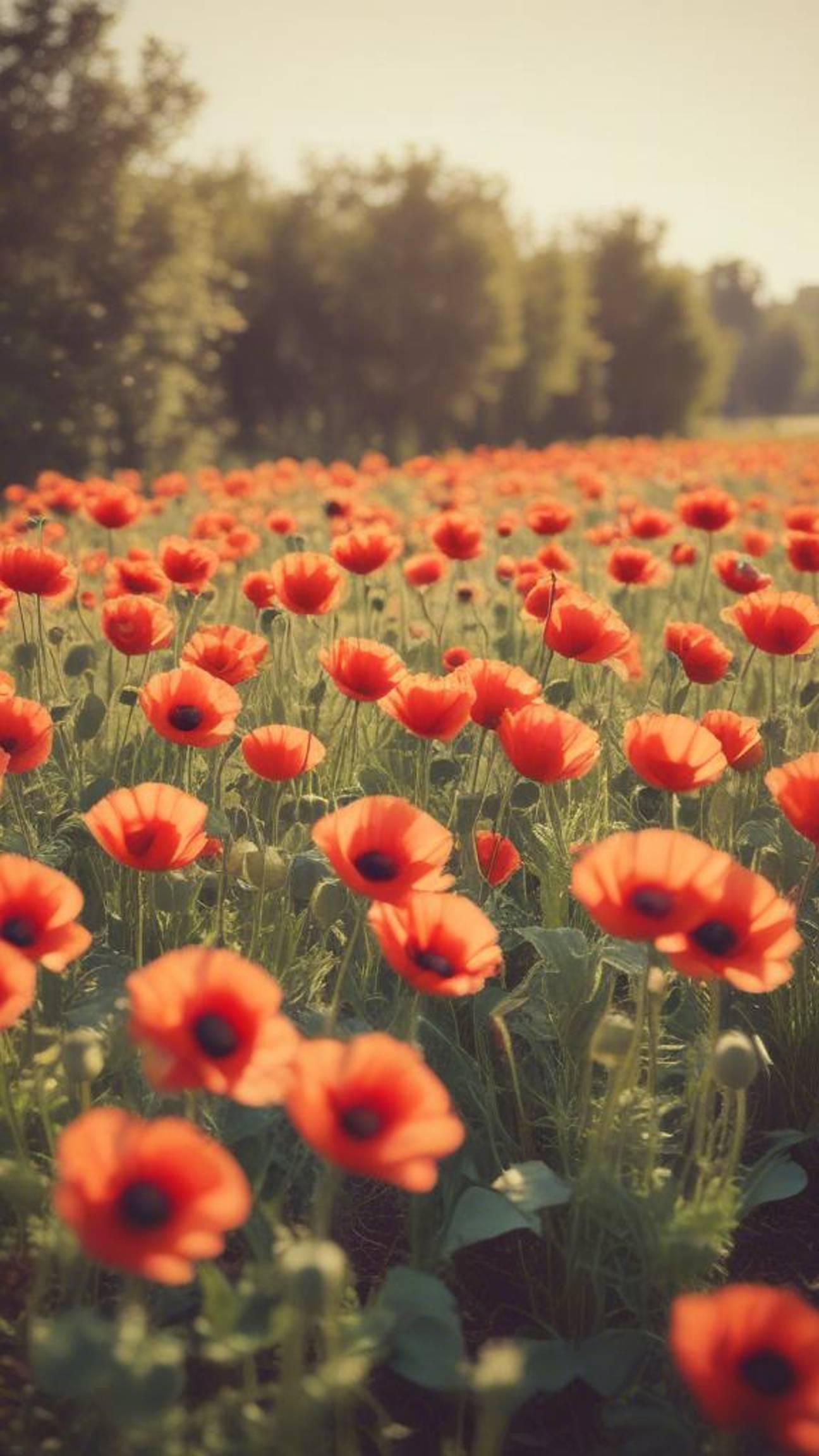 Раз в году 12