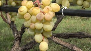 Виноград Солнечные капли