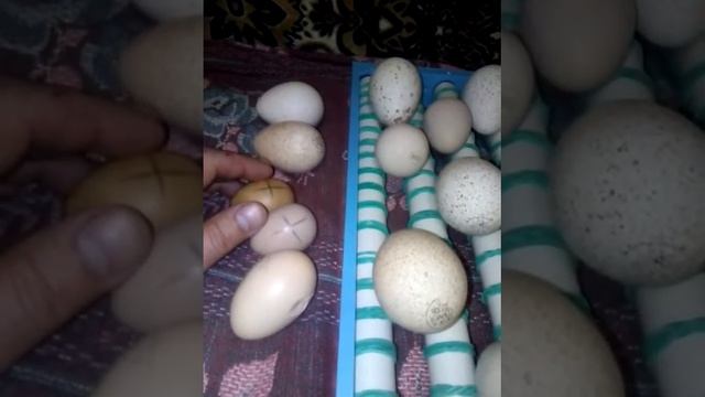 Инкубатор Птичий двор s64(4) смотреть онлайн