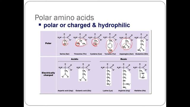 Proteins Introduction смотреть онлайн