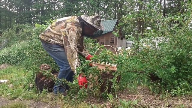 Снятие роя. смотреть онлайн