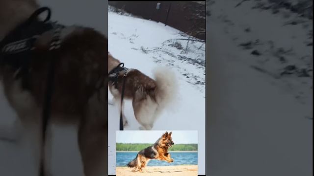 Породы собак в реальной жизни из мультика 