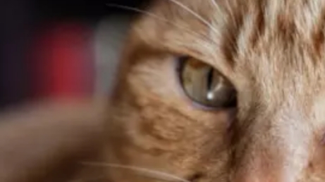 чикенган обнова 4.0.0!!!!!!!!!!!!! первый ролик