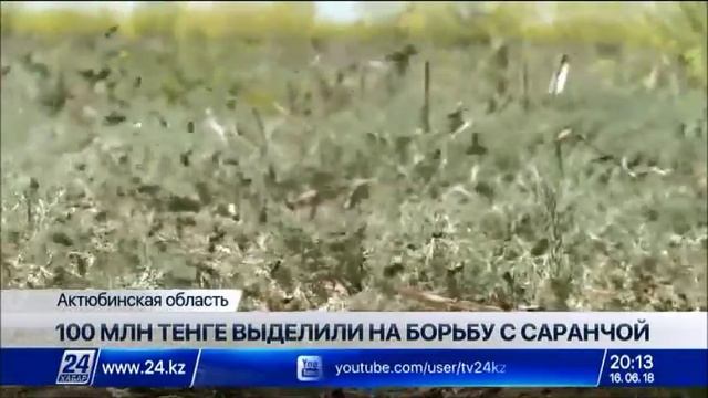 100 млн тенге выделено на борьбу с саранчой в Актюбинской области смотреть онлайн