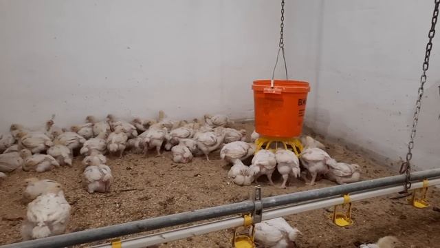 🇺🇦Сільське життя,як воно є‼️Забій кабанчика‼️Новий🐔 десант висадився👍Китайський квартал пустий❌️ смотреть онлайн
