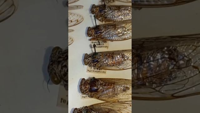 Big Planthoppers, Cicada orni, Cicadidae. Collection Inst Zoology, Kyiv, Ukraine. смотреть онлайн