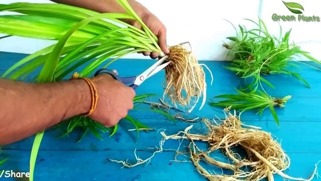 How to Grow Spider Plant Without Soil | Spider Plants In Water Indoor//GREEN PLANTS смотреть онлайн