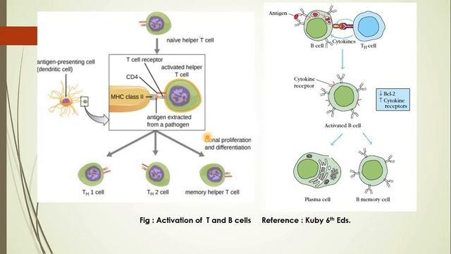 MSc II Sem III | ZYDT 234 | Chapter 7 | Immunological memory смотреть онлайн