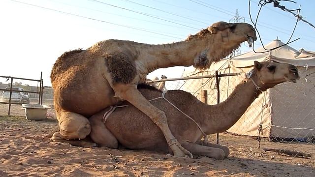 Camels mating смотреть онлайн