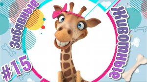 ЗАБАВНЫЕ ЖИВОТНЫЕ + САМАЯ ПРИКОЛЬНАЯ ПОДБОРКА ПРО ЖИВОТНЫХ № 15 + ПРИКОЛЫ ПРО ЖИВОТНЫХ