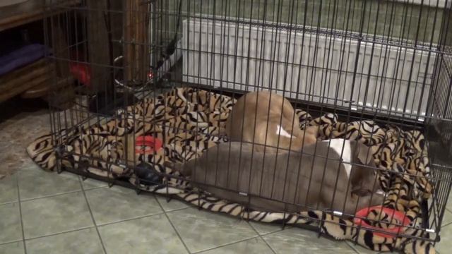 1.Американский булли.Вступление. смотреть онлайн