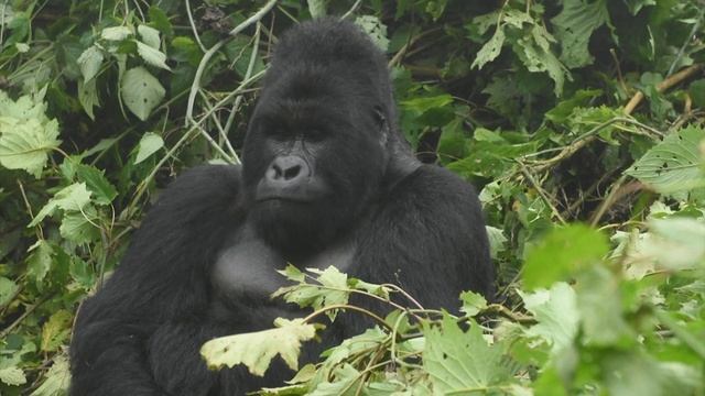WIld Gorilla encounter DRC Congo Africa смотреть онлайн