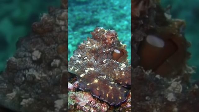 Octopus 🐙 #sleep #nature #shortvideo #octopus смотреть онлайн