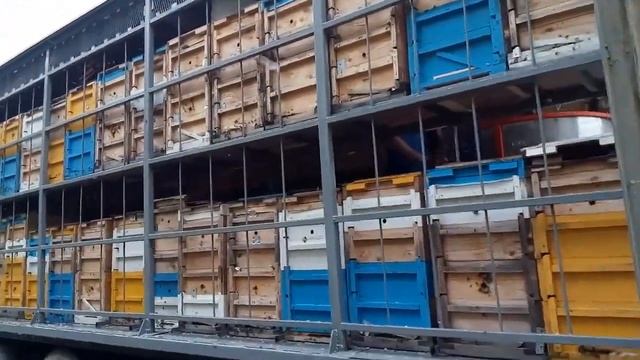 Пчелы!…полуприцеп и рогатые ульи смотреть онлайн
