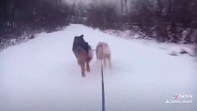 Ездовая упряжка в работе! смотреть онлайн