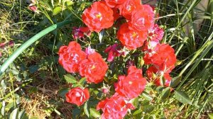 Почвопокроаная роза Аустриана