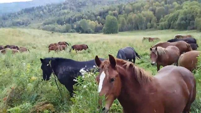 8 сентября 2019 г. смотреть онлайн