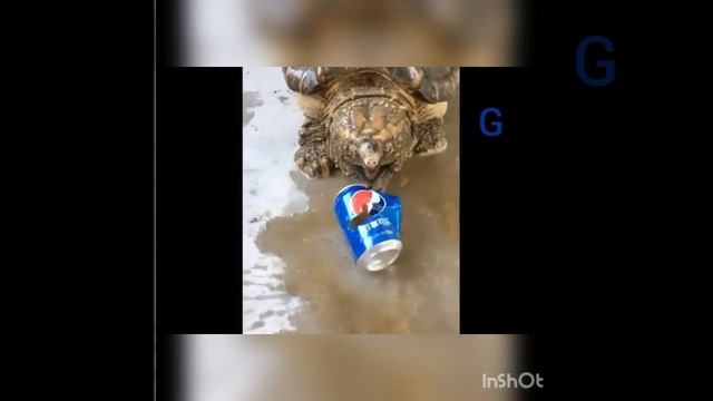 Черепаха монстр turtle monster смотреть онлайн