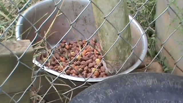 ПОЙМАЛ ВОРИШЕК // БЕЛКИ И КРЫСЫ ВОРУЮТ ЕДУ У ОВЧАРКИ // США смотреть онлайн