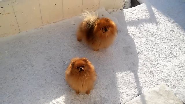 Померанский шпиц Бурбошка с дочкой Клепой смотреть онлайн