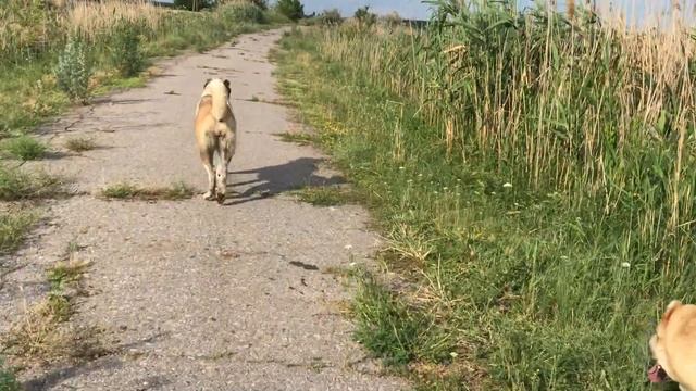 Прогулка с Барой смотреть онлайн