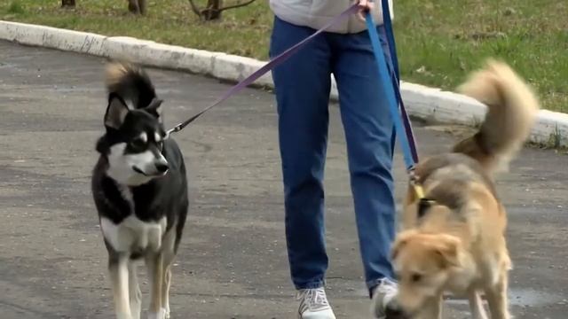 День ответственного собаковода смотреть онлайн